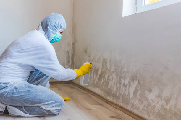 Licensed Attic Mold Remediation service in North Reading, MA - Car Mold Remediation