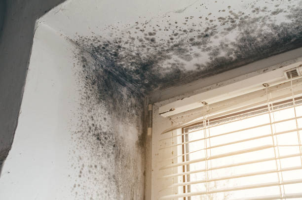 Affordable Attic Mold Remediation solutions in North Reading, MA