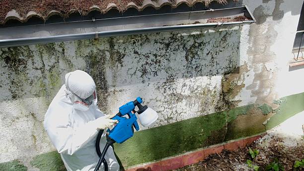 Top rated local Attic Mold Remediation specialists in North Reading, MA